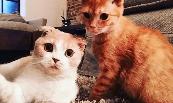 Ed Sheeran’s Cats are now Insta-Famous!